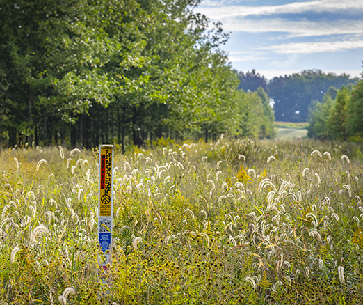 Wild flowers with the Lima MPL Terminal in the background